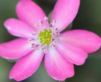 Large pale pink daisy like flowers